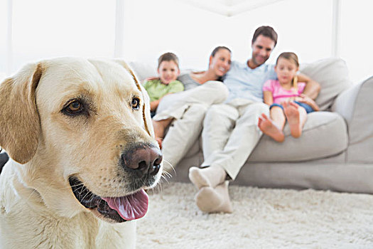 幸福之家,坐,沙发,宠物,拉布拉多犬,前景