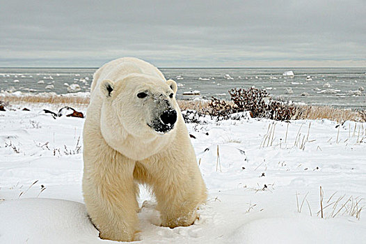 北极熊,海豹,河,文化遗产,住宿,丘吉尔市,曼尼托巴,加拿大