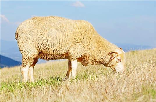 绵羊,吃草