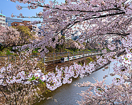 护城河,高速列车,盛开,樱桃树