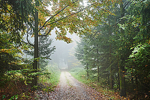 道路,雾状,树林,秋天,普拉蒂纳特,巴伐利亚,德国
