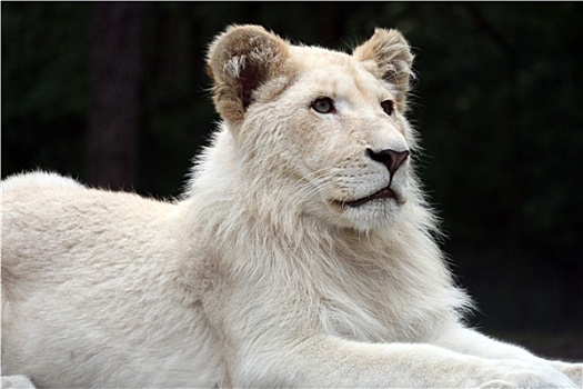 白色,狮子