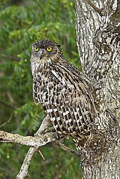 褐色,鱼,猫头鹰,坐在树上,国家公园,斯里兰卡,亚洲