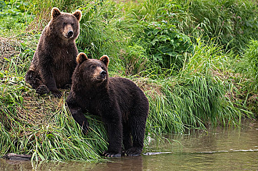 棕熊,一对,河岸,堪察加半岛,俄罗斯