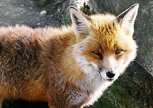 红狐,苏格兰,特写