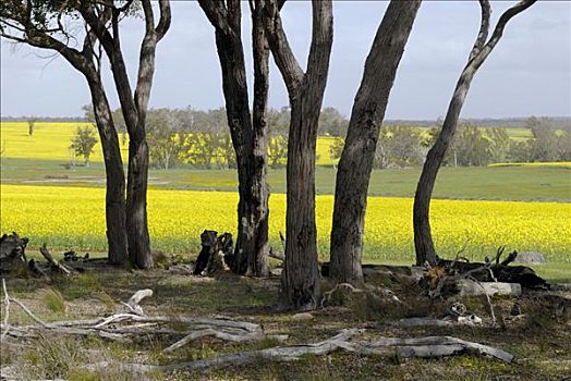 橡胶树,桉树,正面,花,油菜,油菜地,西澳大利亚,澳大利亚
