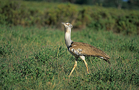 鸨,桑布鲁野生动物保护区,肯尼亚,非洲