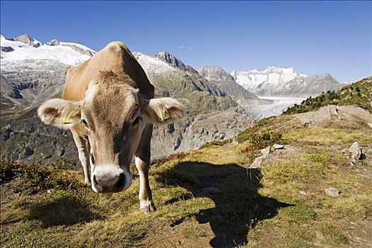 褐色,牛,高山,背景,冰河,瓦莱,瑞士