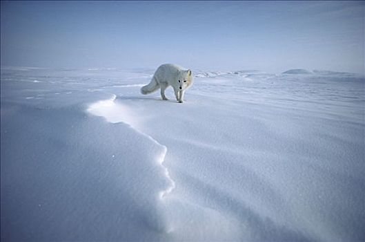 北极狐,地点,艾利斯摩尔岛,加拿大