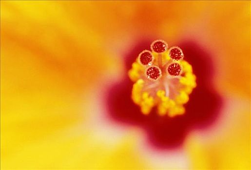 夏威夷,毛伊岛,局部,特写,黄色,木槿,花,雄蕊,花粉,模糊