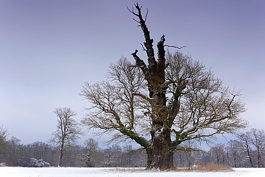 老,橡树,冬天,中间,生物保护区,萨克森安哈尔特,德国,欧洲