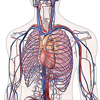 循环系统,心脏,肺,室内,透明,胸部