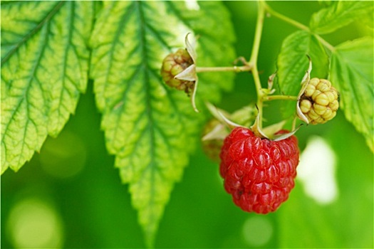 一个,成熟,红色树莓,绿叶