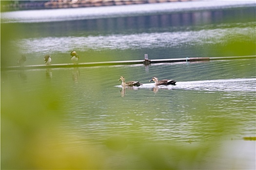 杭州西湖候鸟栖息