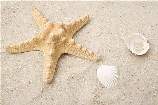 海星,壳,沙滩