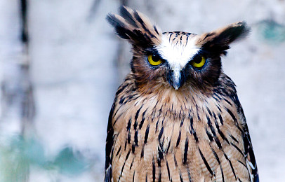 棕角鸮图片