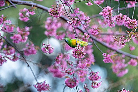 春天在樱花树上觅食的橙腹叶鹎鸟