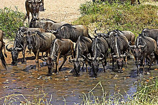 蓝角马,角马,牧群,喝,水边,洞,马赛马拉,公园,肯尼亚