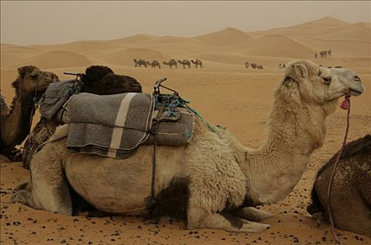 单峰骆驼,灯光,沙暴,却比沙丘,摩洛哥