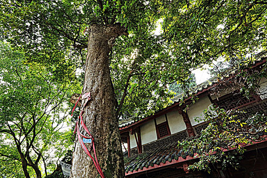 成都,嵩州市大明寺