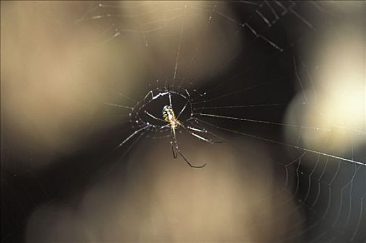 蜘蛛,佛罗里达,美国