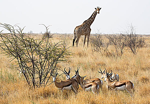 非洲,纳米比亚,埃托沙国家公园,长颈鹿,跳羚,画廊