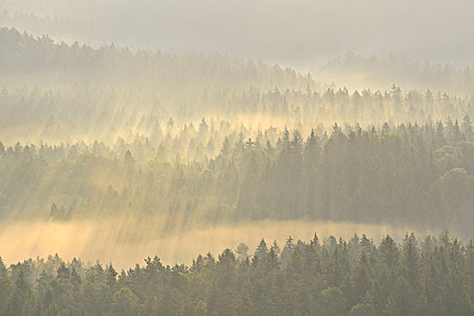 雾气,上升,树林,早晨,日出,撒克逊瑞士,砂岩,山,萨克森,德国,欧洲