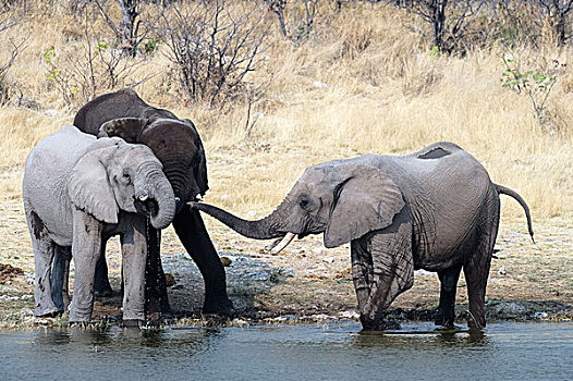 三个,非洲象,站立,水潭,埃托沙国家公园,纳米比亚,非洲