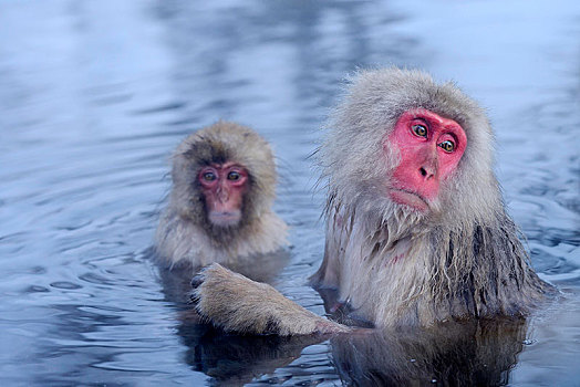 日本猕猴,雪猴,沐浴,温泉,年轻,长野,日本,亚洲