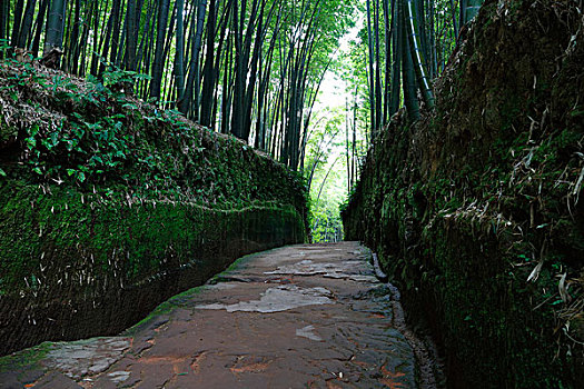 茂密的竹林中,狭窄的通道