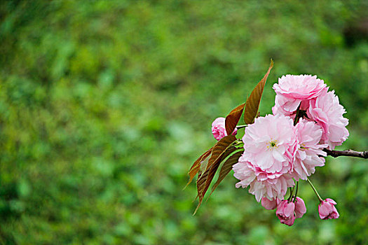 粉红色的樱花