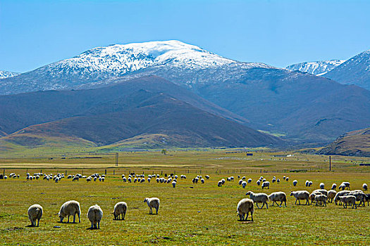 高原雪山草地上上悠闲的羊群