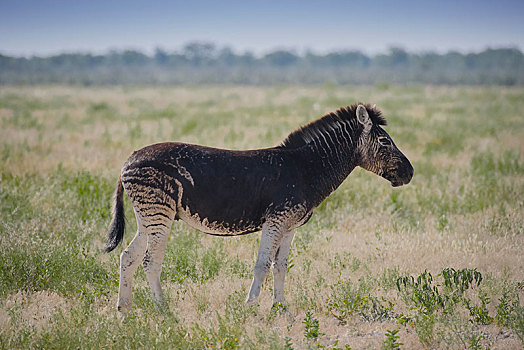 白氏斑马,马,斑马,反常,暗色,外套,彩色,埃托沙国家公园,纳米比亚,非洲