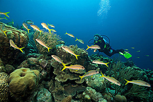 水中呼吸器,潜水,黄色,羊鱼,博奈尔岛,小安的列斯群岛,荷兰,安的列斯群岛,加勒比