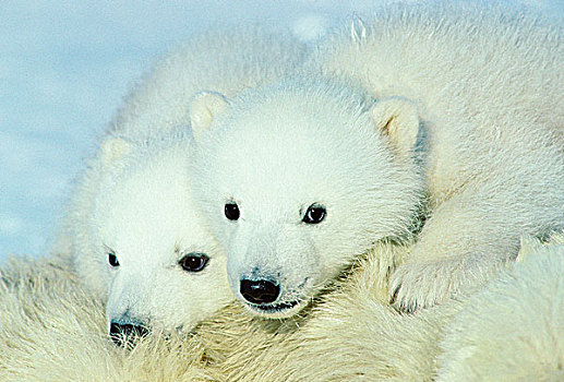 老,北极熊,幼兽,休息,母兽
