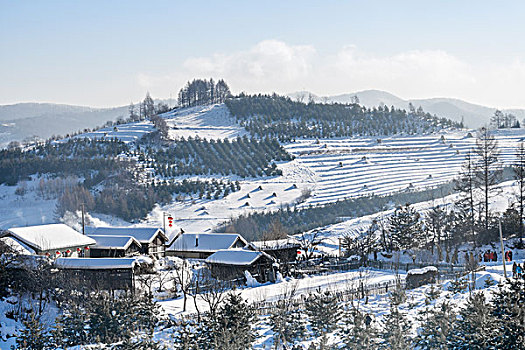 雪地,树林,村庄,雪村