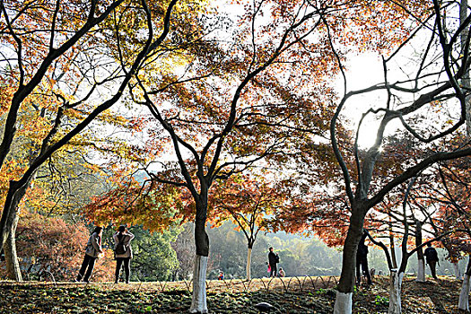 杭州太子湾公园秋景
