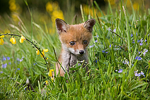 红狐,狐属,幼仔,花,诺曼底,法国