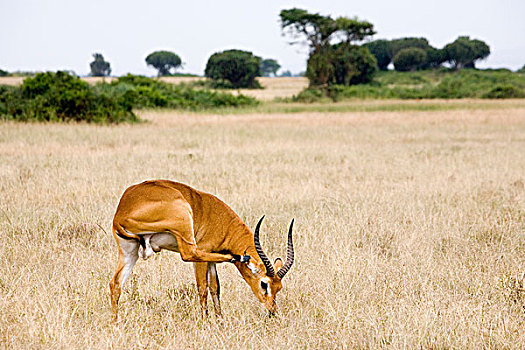 靠近,伊丽莎白女王国家公园,乌干达,非洲
