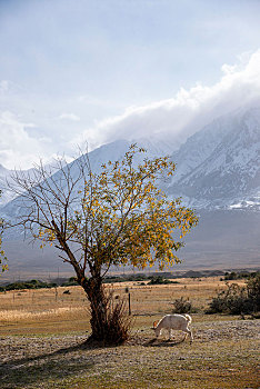 塔什库尔干塔吉克自治县阿克塔木村庄边杂树林里的羊群