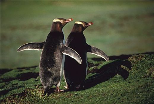 企鹅,伴侣,求爱,南极