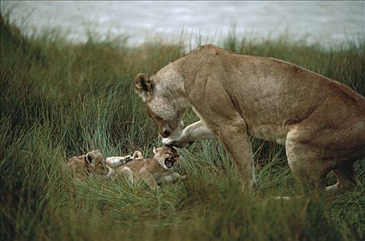 非洲狮,狮子,母兽,护理,幼兽,塞伦盖蒂国家公园,坦桑尼亚