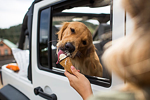 肩部视角,美女,喂食,狗,冰淇淋,吉普车