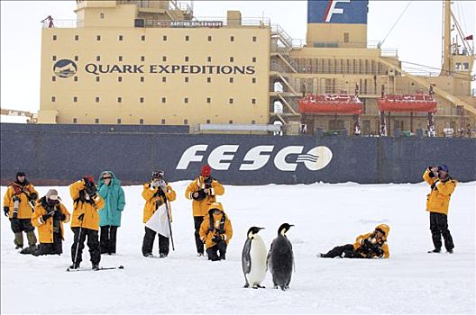 帝企鹅,一对,游客,背景,南极