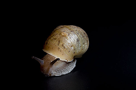 缓慢爬行的蜗牛