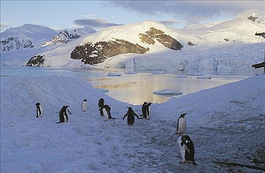 巴布亚企鹅,海鸟,冰,雪,天堂湾,南极半岛,企鹅,动物