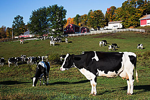 黑白花牛,乳业,母牛,秋天,草场,塞勒姆,纽约,美国