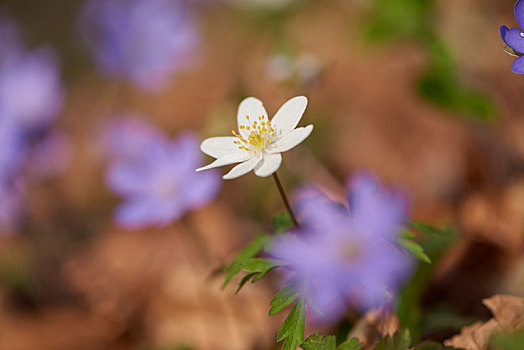 白头翁,银莲花属,特写