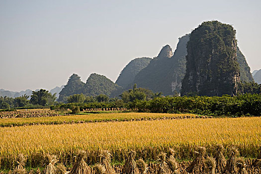 稻田,广西,中国