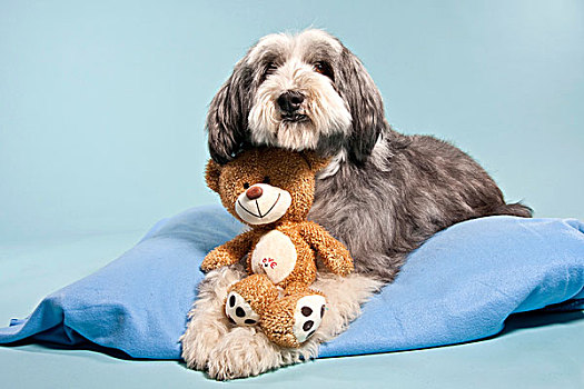 胡须,柯利犬,卧,毯子,泰迪熊,熊